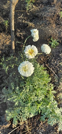 ગલગોટા ના ફૂલ