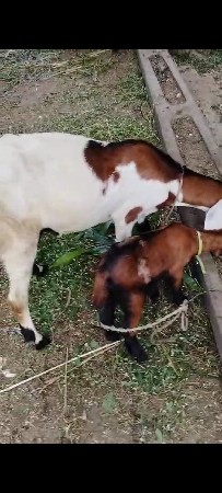 બકરી વેચવાની છે