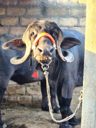 थंबनेल 2