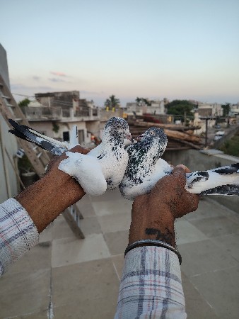 થંબનેલ 3