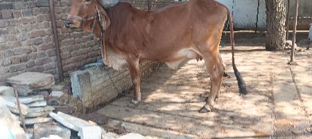 ગીર હોડકી