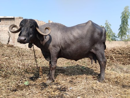 ભેંસ બેસવાની સે