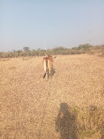 ગાય વેચવાની છે
