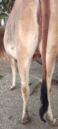 ગાય વેચવાની છે સાવ સોજી