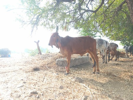 આ 2 વાછરડી વેચવાની છે