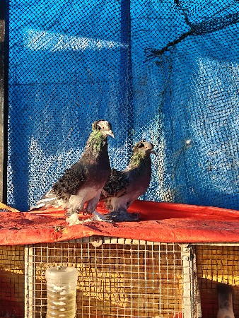 थंबनेल 3