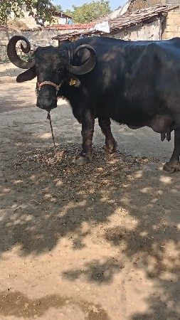 थंबनेल 3