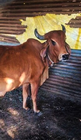 ગાયના સાટાકરવાનાછે ઘોડીહારે