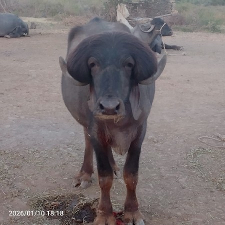 થંબનેલ 2