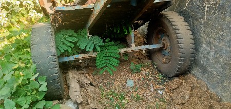 બળદ ગાડુ