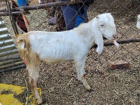 હેદરાબાદી સોજત