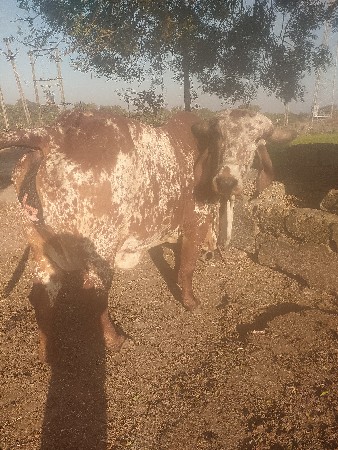 મેંદરડા