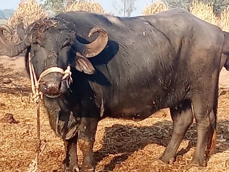 थंबनेल 3