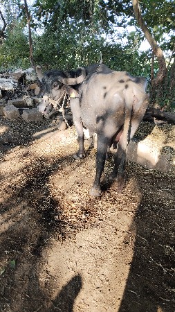 છ મહિના ની વ્યiણેલી 
પારુ nthi