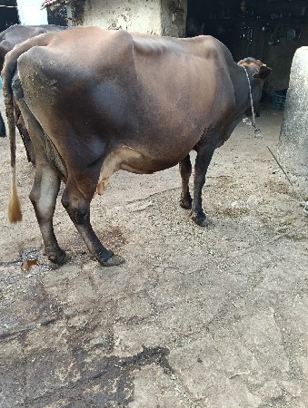 HF ગાય વેચવાની છે