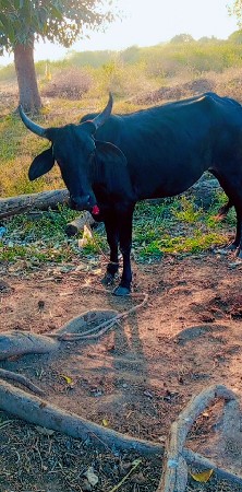 थंबनेल 2