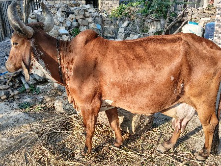 દેશી ગાય બાંટવા નાના જાપા અંદર