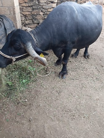 ભેંસ વેચવાની છે