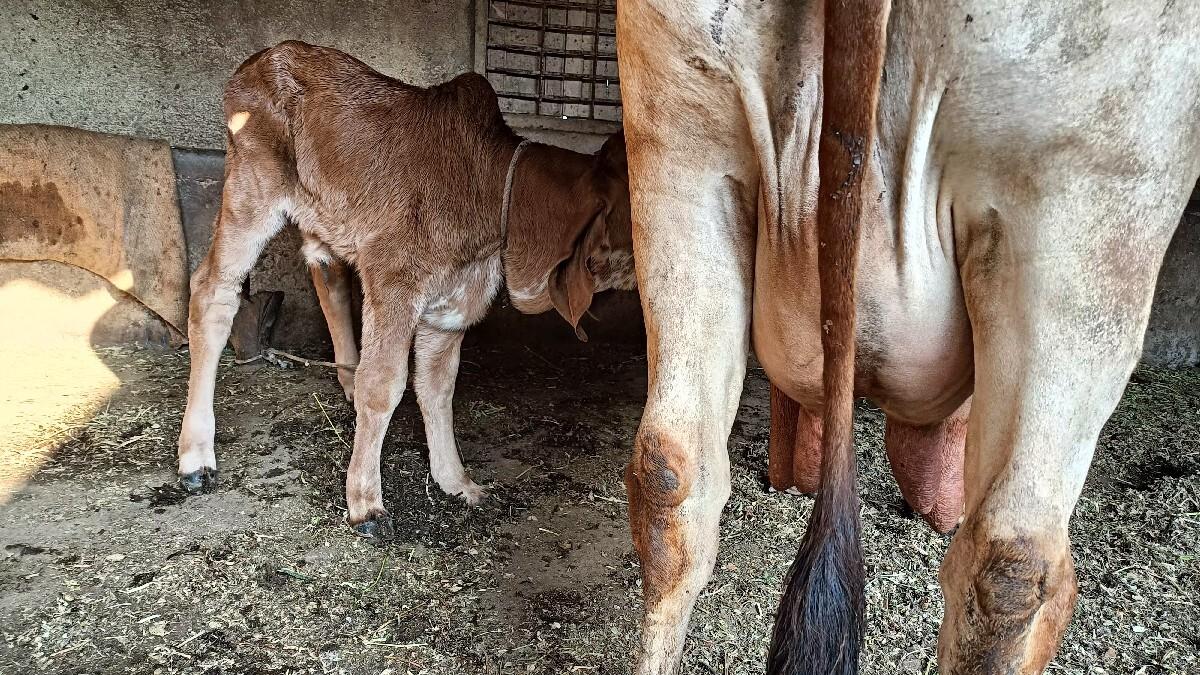 ગાય વેશવા ની છે.