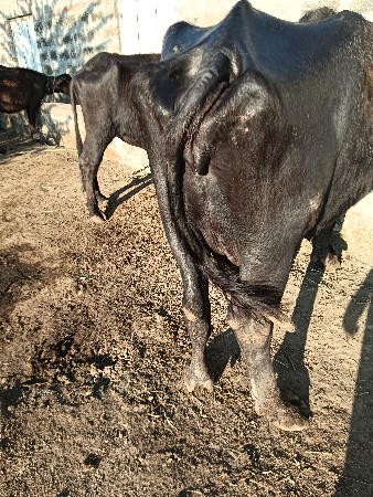 थंबनेल 3