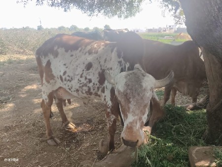 थंबनेल 2