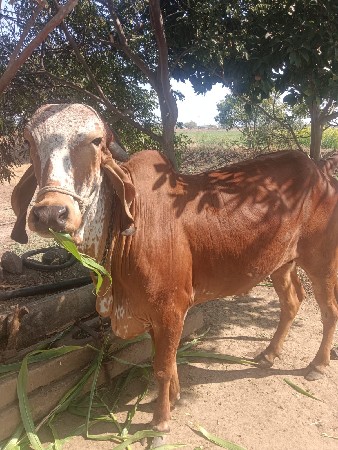 થંબનેલ 3