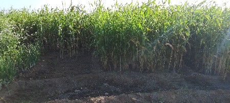 ઊભી જુવાર