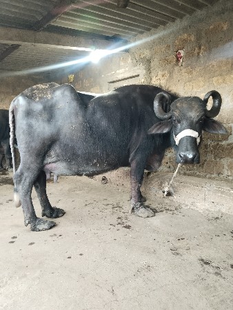 ભેંસ વેચવાની છે