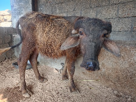 थंबनेल 3