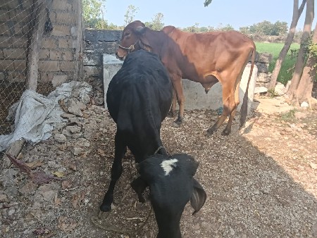 બે વાસડા વેસવાના છે