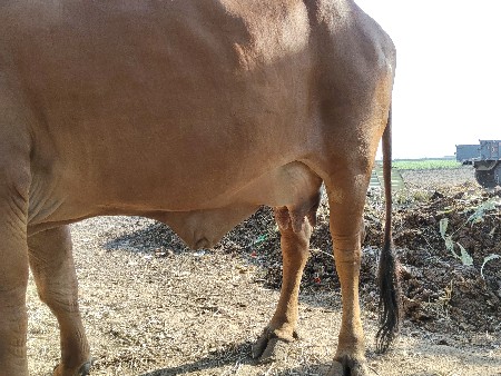 Bani Arvind bhai.m.9978054283