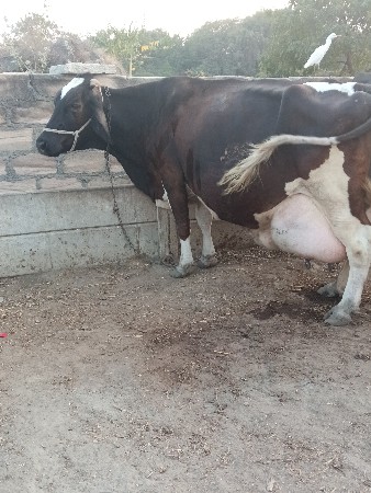 gir cross 3 વેતર