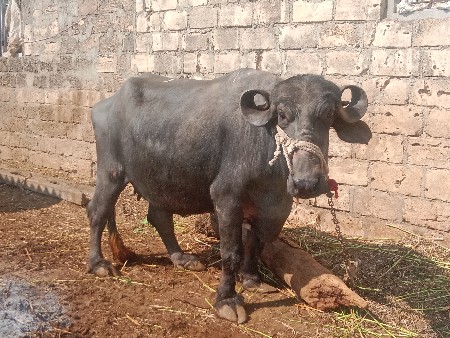 थंबनेल 3