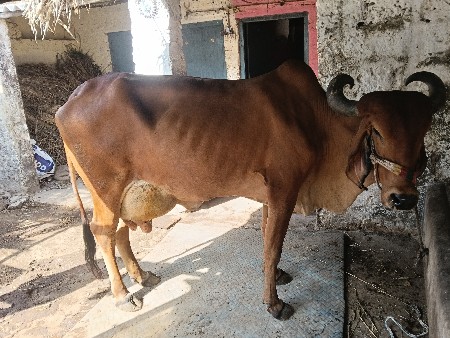 ગાય દેવાની છે