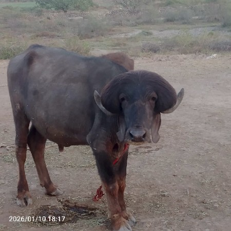 થંબનેલ 3