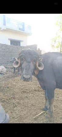 ભેંસ વેચવાની સે