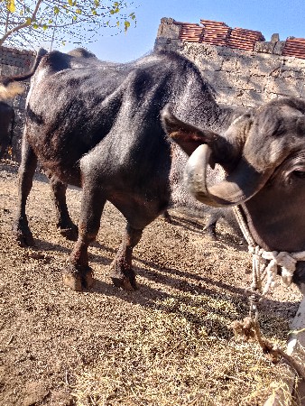 थंबनेल 2