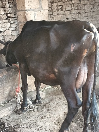 थंबनेल 3