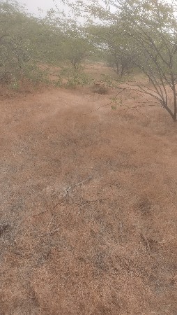 ખેતી ની જમીન