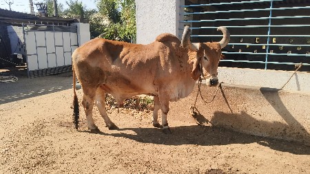 थंबनेल 3