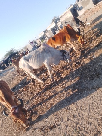 બળદ વેચવાના છે