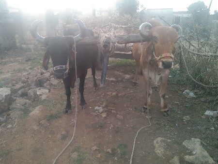 બંને સાઈડ ચાલે છે