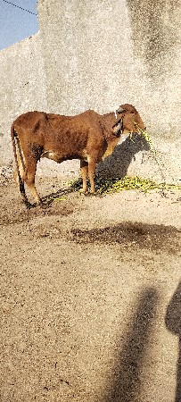 थंबनेल 3