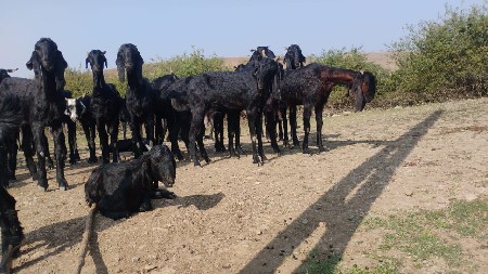 थंबनेल 2