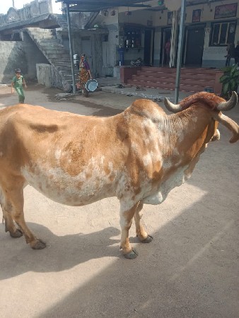 थंबनेल 1