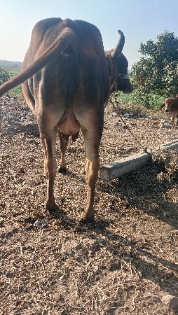 gay pachr desi soji javb 3vetrg