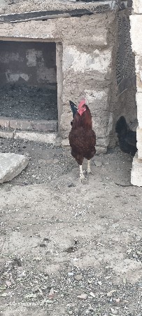 1 કૂકડો 9 મુરઘી