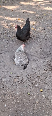 desi marge  denave chha