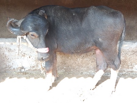 थंबनेल 3