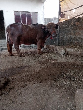 ભેંસ વેચવાની છે